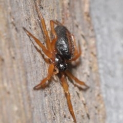 Euryopis umbilicata at Downer, ACT - 17 Nov 2020