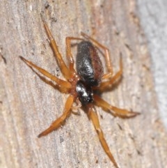 Euryopis umbilicata at Downer, ACT - 17 Nov 2020