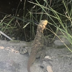 Intellagama lesueurii howittii (Gippsland Water Dragon) at Boro, NSW - 20 Nov 2020 by mcleana