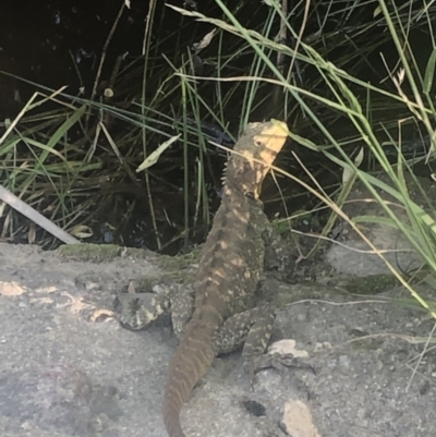 Intellagama lesueurii howittii (Gippsland Water Dragon) at Boro, NSW - 20 Nov 2020 by mcleana