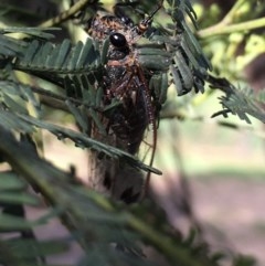 Galanga labeculata (Double-spotted cicada) at Lower Boro, NSW - 21 Nov 2020 by mcleana