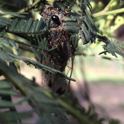 Galanga labeculata (Double-spotted cicada) at Lower Boro, NSW - 22 Nov 2020 by mcleana