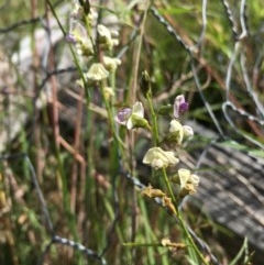 Glycine sp. at Lower Boro, NSW - 22 Nov 2020 by mcleana