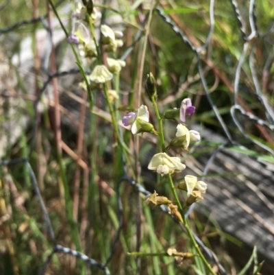 Glycine sp. at Lower Boro, NSW - 21 Nov 2020 by mcleana