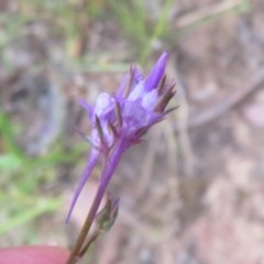 Linaria pelisseriana (Pelisser's Toadflax) at Bellmount Forest, NSW - 21 Nov 2020 by Christine