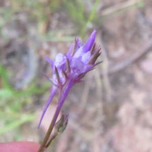 Linaria pelisseriana at Bellmount Forest, NSW - 21 Nov 2020