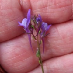 Linaria pelisseriana at Bellmount Forest, NSW - 21 Nov 2020