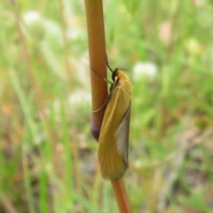 Eulechria electrodes (Yellow Eulechria Moth) at Bellmount Forest, NSW - 21 Nov 2020 by Christine