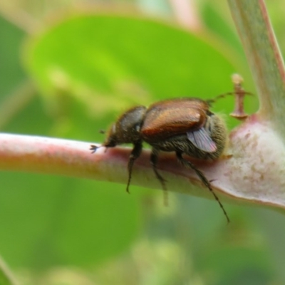 Automolius sp. (genus) (Scarab or Chafer beetle) at Bellmount Forest, NSW - 21 Nov 2020 by Christine