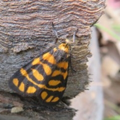 Asura lydia (Lydia Lichen Moth) at Bellmount Forest, NSW - 21 Nov 2020 by Christine