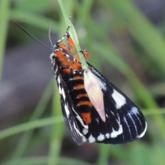 Phalaenoides glycinae (Grapevine Moth) at Conder, ACT - 19 Oct 2020 by michaelb