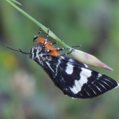 Phalaenoides glycinae at Conder, ACT - 20 Oct 2020