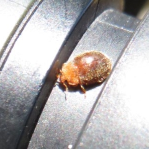 Coccinellidae (family) at Symonston, ACT - 20 Nov 2020 12:14 AM