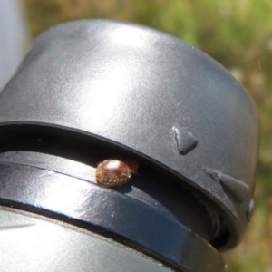 Coccinellidae (family) at Symonston, ACT - 20 Nov 2020 12:14 AM