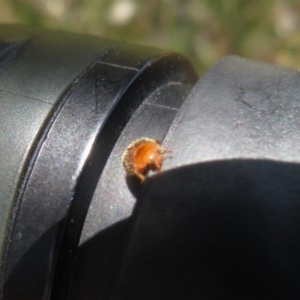 Coccinellidae (family) at Symonston, ACT - 20 Nov 2020 12:14 AM