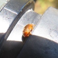 Coccinellidae (family) at Symonston, ACT - 20 Nov 2020 12:14 AM