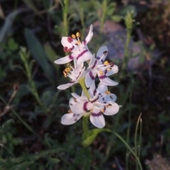 Wurmbea dioica subsp. dioica (Early Nancy) at Tuggeranong Hill - 19 Oct 2020 by michaelb