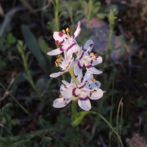 Wurmbea dioica subsp. dioica at Conder, ACT - 20 Oct 2020