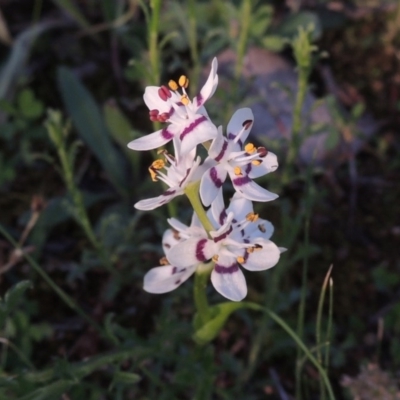 Wurmbea dioica subsp. dioica (Early Nancy) at Conder, ACT - 20 Oct 2020 by MichaelBedingfield