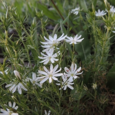Stellaria pungens (Prickly Starwort) at Tuggeranong Hill - 19 Oct 2020 by michaelb