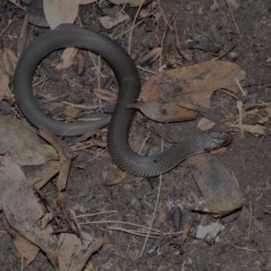 Austrelaps ramsayi at Cotter River, ACT - 21 Nov 2020