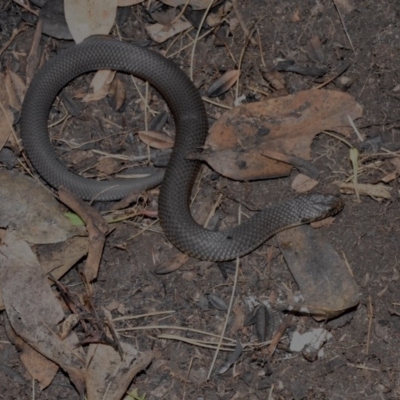 Austrelaps ramsayi (Highlands Copperhead) at Cotter River, ACT - 21 Nov 2020 by BrianLR