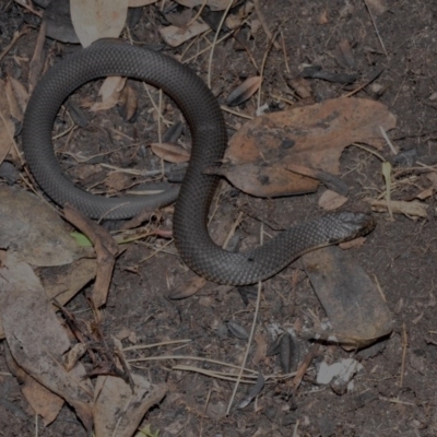 Austrelaps ramsayi (Highlands Copperhead) at Cotter River, ACT - 21 Nov 2020 by BrianHerps