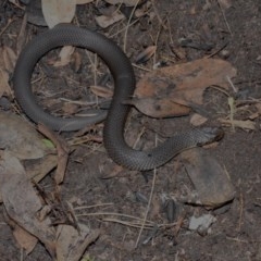 Austrelaps ramsayi (Highlands Copperhead) at Cotter River, ACT - 21 Nov 2020 by BrianHerps