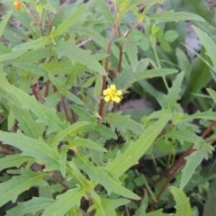 Sigesbeckia australiensis (Cobber Weed) at Conder, ACT - 19 Oct 2020 by michaelb