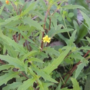 Sigesbeckia australiensis at Conder, ACT - 20 Oct 2020