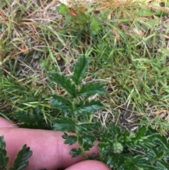 Acaena novae-zelandiae (Bidgee Widgee) at Wee Jasper, NSW - 22 Nov 2020 by Tapirlord