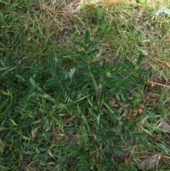 Acaena novae-zelandiae at Wee Jasper, NSW - 22 Nov 2020