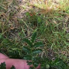 Acaena novae-zelandiae at Wee Jasper, NSW - 22 Nov 2020