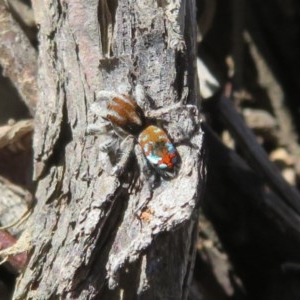 Maratus calcitrans at Acton, ACT - 12 Oct 2020