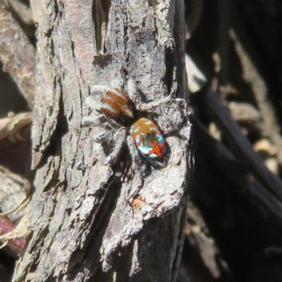 Maratus calcitrans (Kicking peacock spider) at ANBG South Annex - 12 Oct 2020 by Christine
