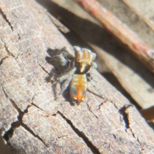 Maratus calcitrans at Acton, ACT - 12 Oct 2020