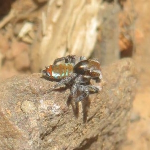 Maratus calcitrans at Acton, ACT - 12 Oct 2020