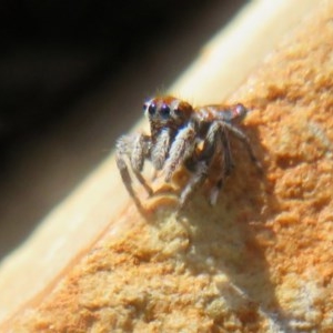 Maratus calcitrans at Acton, ACT - 12 Oct 2020