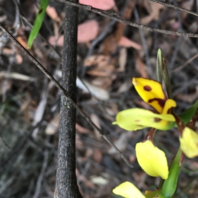 Diuris sulphurea (Tiger Orchid) at Wee Jasper, NSW - 22 Nov 2020 by Tapirlord