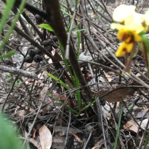 Diuris sulphurea at Wee Jasper, NSW - 22 Nov 2020