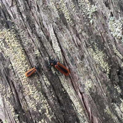 Porrostoma (Porrostoma) disconiger (Lycid or Net-winged beetle) at Wee Jasper, NSW - 21 Nov 2020 by Tapirlord