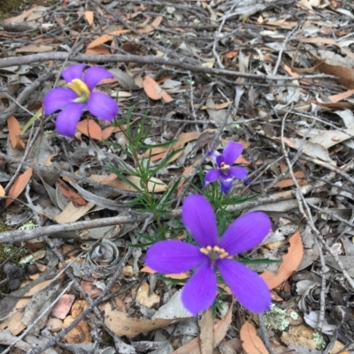 Cheiranthera linearis (Finger Flower) at Jacka, ACT - 21 Nov 2020 by irayner