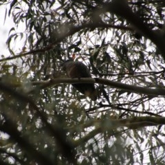 Callocephalon fimbriatum (Gang-gang Cockatoo) at Mongarlowe, NSW - 22 Nov 2020 by LisaH