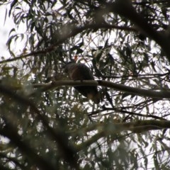 Callocephalon fimbriatum (Gang-gang Cockatoo) at Mongarlowe River - 21 Nov 2020 by LisaH