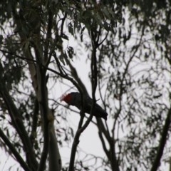 Callocephalon fimbriatum at Mongarlowe, NSW - 22 Nov 2020