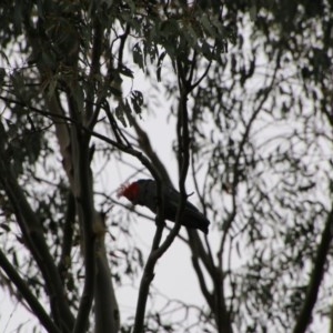 Callocephalon fimbriatum at Mongarlowe, NSW - suppressed