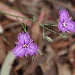 Thysanotus tuberosus subsp. tuberosus (Common Fringe-lily) at Mongarlowe, NSW - 21 Nov 2020 by LisaH