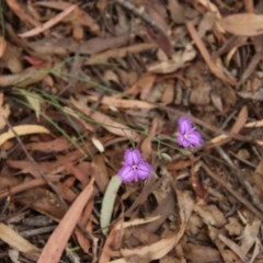 Thysanotus tuberosus subsp. tuberosus at Mongarlowe, NSW - suppressed