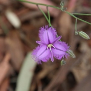 Thysanotus tuberosus subsp. tuberosus at Mongarlowe, NSW - suppressed