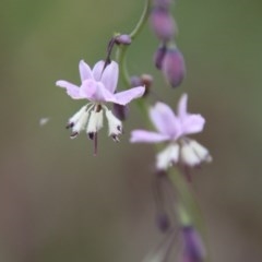 Arthropodium milleflorum (Vanilla Lily) at Northangera, NSW - 21 Nov 2020 by LisaH